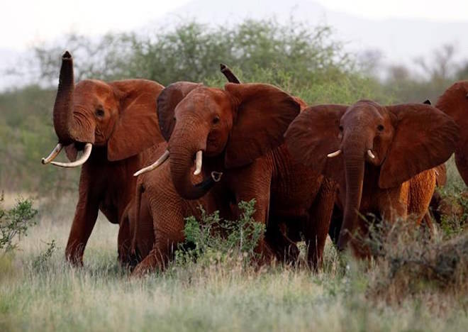 FILE - In this March 9, 2010, file photo, elephants use their trunks to smell for possible danger in the Tsavo East national park, Kenya. The Trump administration has quietly decided once again to allow Americans to import the body parts of African elephants shot for sport, despite presidential tweets decrying the practice as a ‚Äúhorror show.‚Äù (AP Photo/Karel Prinsloo, File)