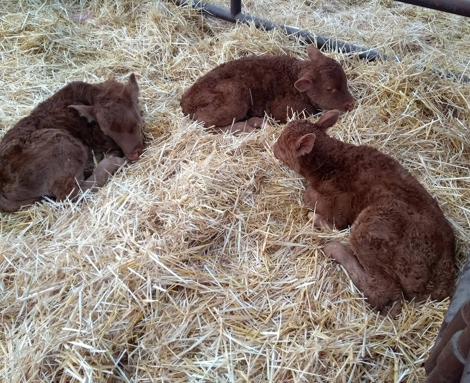 It’s rare to find triplet calves born and even more rare if they’re the same sex. Ponoka and Bashaw area farmer Byron Hagglund says these triplets were born unassisted just recently from a red Angus/Simmental cow.                                Photo courtesy of Byron Hagglund