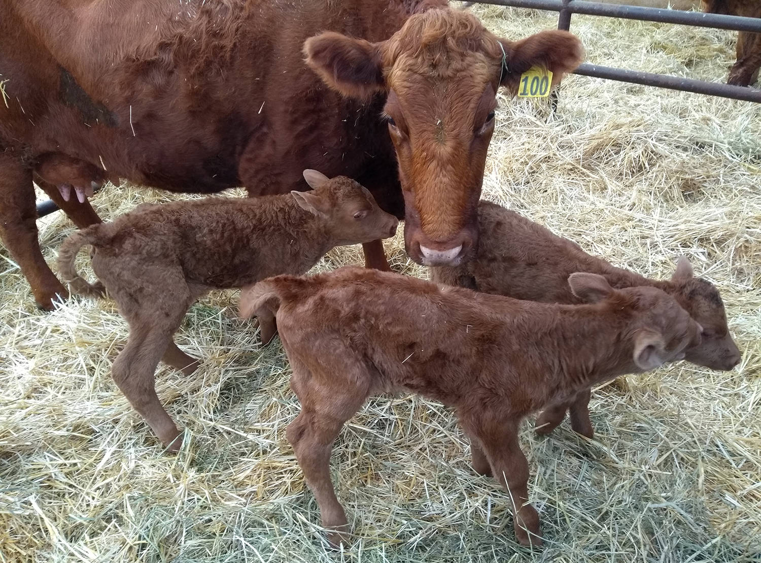 It’s rare to find triplet calves born and even more rare if they’re the same sex. Ponoka and Bashaw area farmer Byron Hagglund says these triplets were born unassisted just recently from a red Angus/Simmental cow.                                Photo courtesy of Byron Hagglund