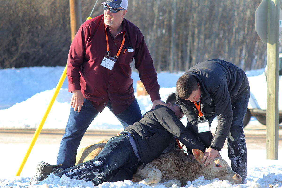 So close yet so far: Quick-thinking good samaritans helped corral a yearling that escaped out of the VJV Auction Mart in Ponoka Wednesday afternoon. It appears the animal ran out and then headed north on Highway 2A at about 4:30 p.m. It then tried to jump through a snow bank and slipped near the Ponoka Husky gas station. The three helpful gentlemen held down the yearling safely until staff could secure the animal and bring it back to the auction mart.                                Photo by Jeffrey Heyden-Kaye