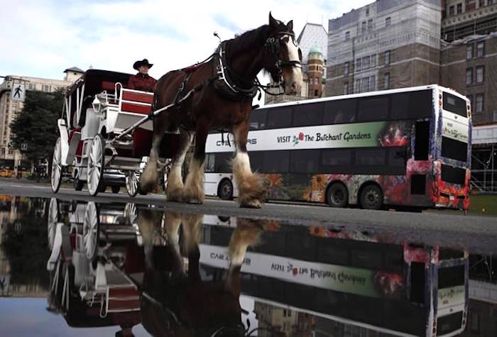 A horse-drawn carriage is seen in Victoria on Thursday, March 24, 2016. THE CANADIAN PRESS/Chad Hipolito