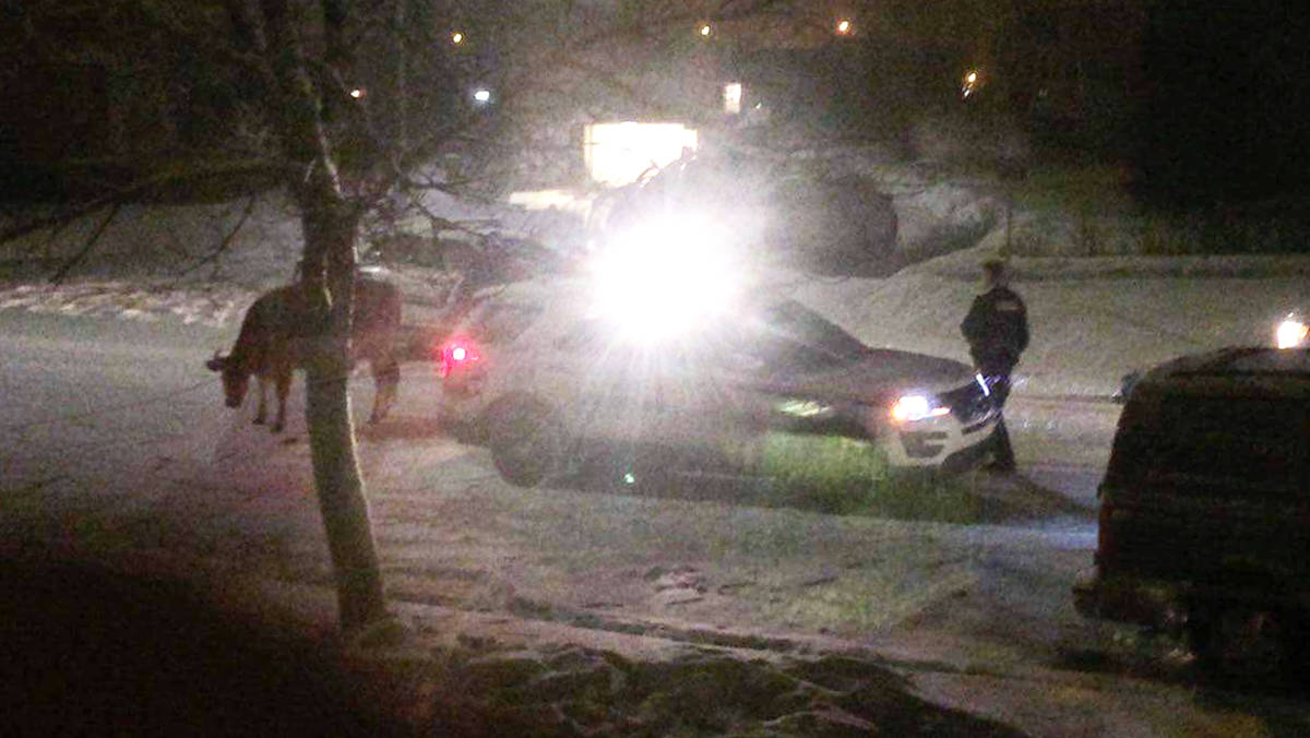 A young Jersey cow is tied to a Ponoka RCMP cruiser Saturday night while crews wait for a livestock trailer to collect the animal.                                Photo courtesy of Cyrus Thompson