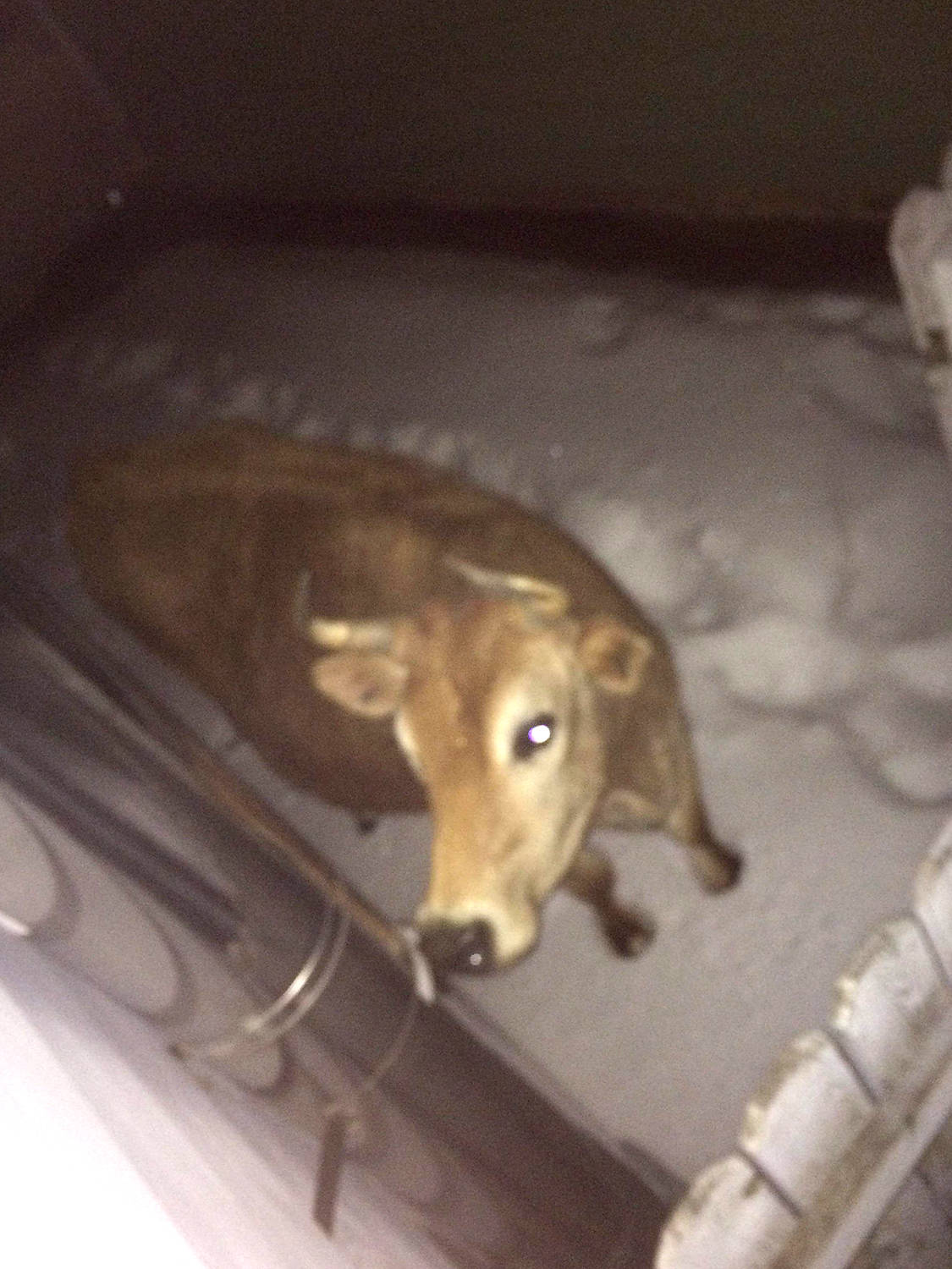 This Jersey cow appears to pose for the camera after it was located in the backyard of a Ponoka resident’s home on Saturday evening. Crews collected the animal safely, which was then taken to VJV Auction Mart.                                Photo courtesy of Cyrus Thompson