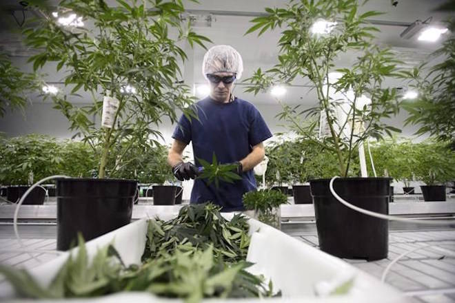 Workers produce medical marijuana at Canopy Growth Corporation’s Tweed facility in Smiths Falls, Ont., on February 12, 2018. THE CANADIAN PRESS/Sean Kilpatrick