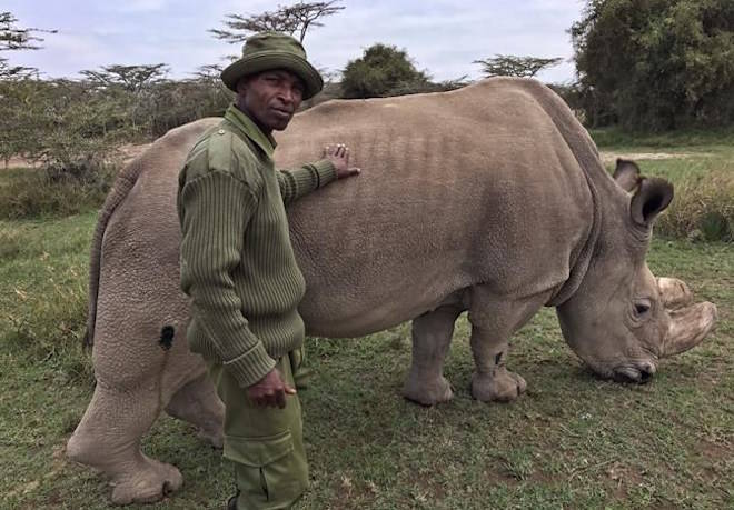 In this photo taken Friday, July 28, 2017, wildlife ranger Zachariah Mutai poses for a photo with Sudan, the world’s last male northern white rhino, at the Ol Pejeta Conservancy in Laikipia county in Kenya. The world’s last male northern white rhino, Sudan, has died after “age-related complications,” researchers announced Tuesday, March 20, 2018 saying he “stole the heart of many with his dignity and strength.” (AP Photo/Joe Mwihia)