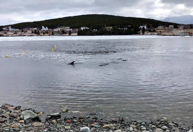 Dolphins are seen trapped in a harbour in Heart’s Delight, N.L. in this undated handout photo. A small Newfoundland community has become fixated on the plight of a group of dolphins trapped by ice in its harbour.THE CANADIAN PRESS/Handout, Barb Parsons