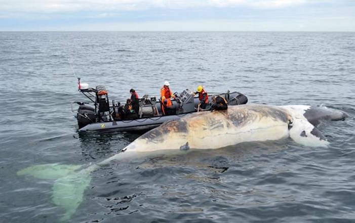 Researchers check out a dead right whale in the Gulf of St.Lawrence in a handout photo. Ottawa is changing the dates of the snow crab season and making a speed limit in the Gulf of St. Lawrence permanent in a bid to protect the heavily endangered North Atlantic right whales. THE CANADIAN PRESS/Department of Fisheries and Oceans