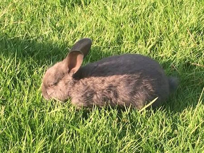 A wild rabbit grazes in Nanaimo, B.C. in this Feb.2, 2018 photo. A disease that is deadly to rabbits has prompted the Vancouver Island Rabbit Breeders Association to cancel its annual show. THE CANADIAN PRESS/Dirk Meissner