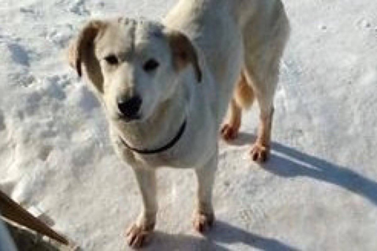 Greta, a two-year-old golden Labrador mix. (Manitoba Mutts Dog Rescue via The Canadian Press)
