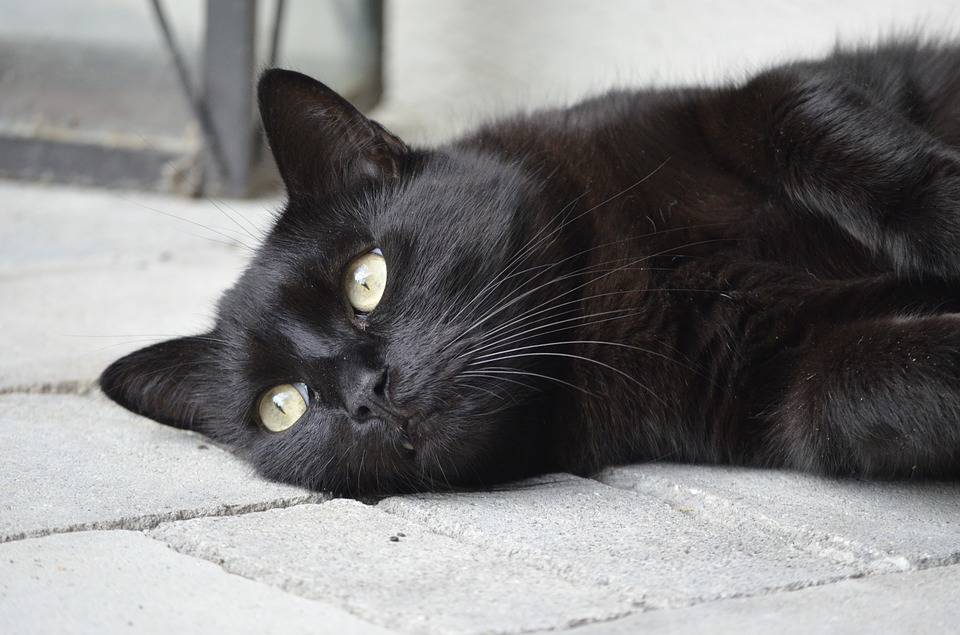 A black cat on Friday the 13th? Could your day get off to a worse start? Pixabay photo