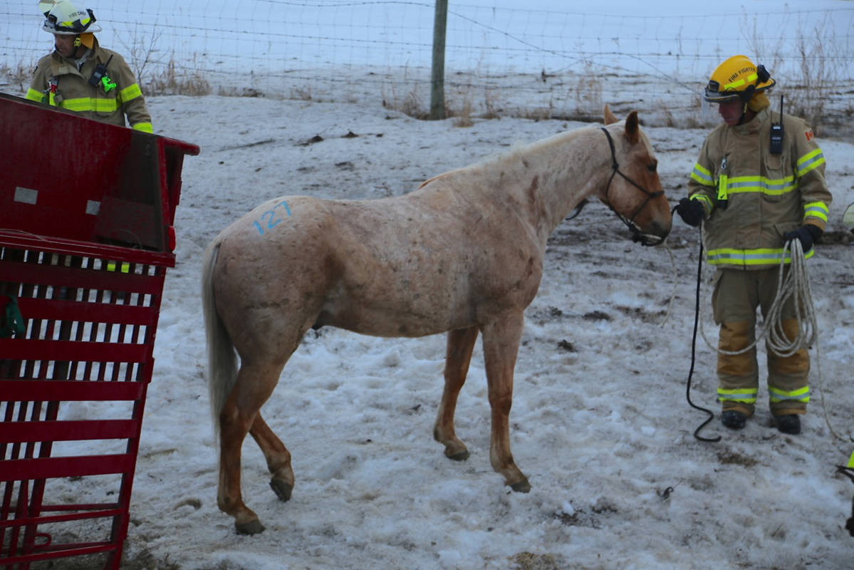 UPDATE: No charges in found horses near Bentley
