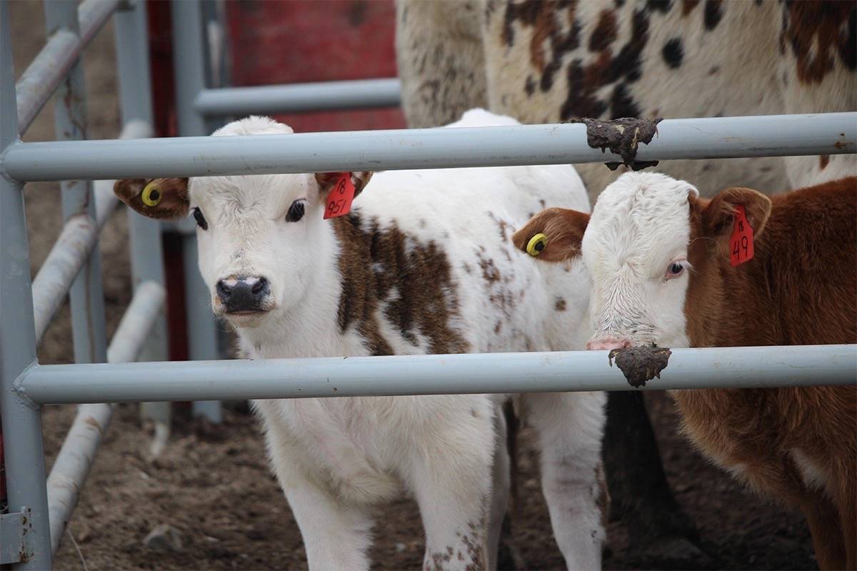 Several incidents of calves stolen in southern Alberta