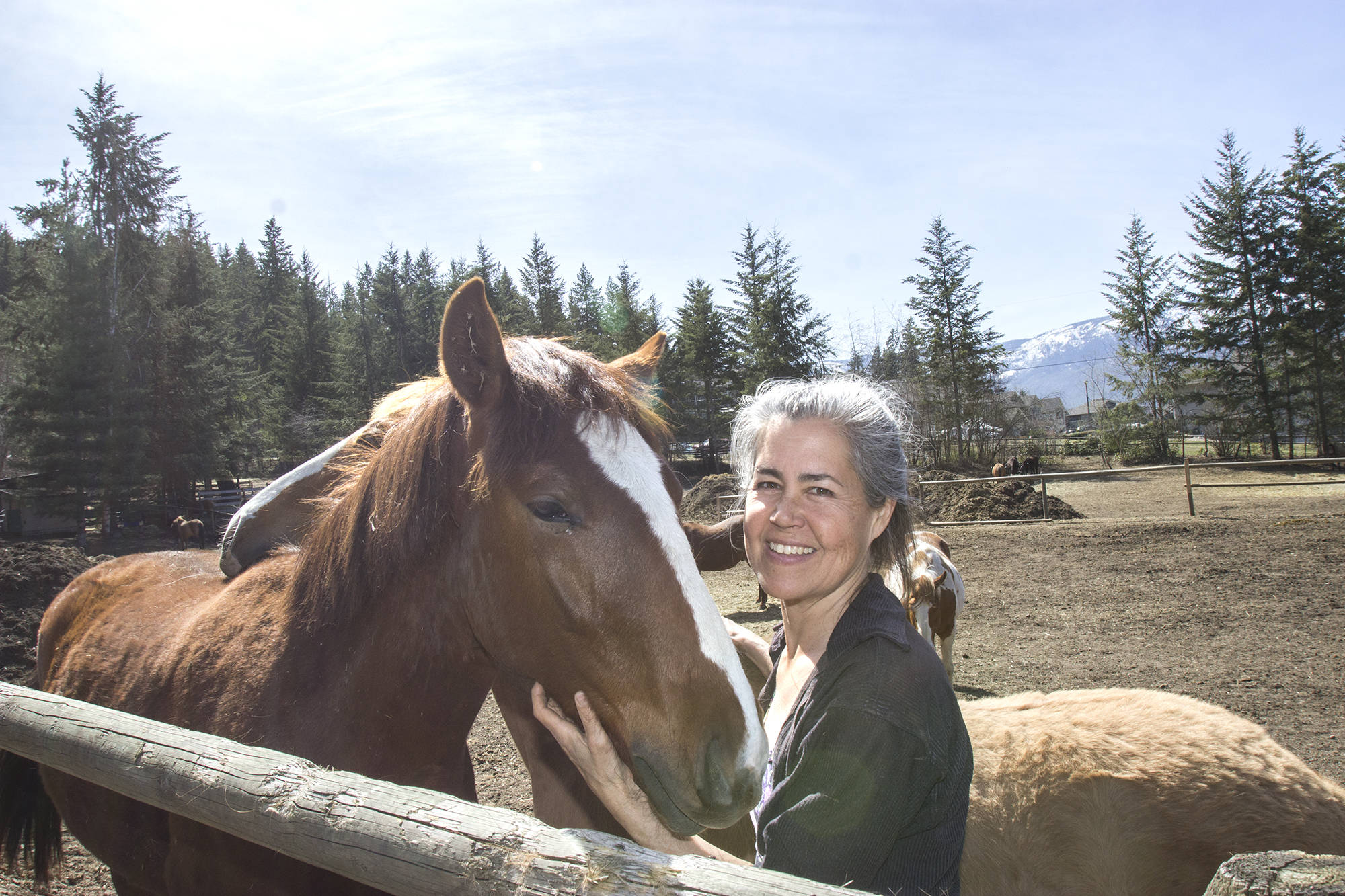 Belinda Lyall, founder of the B.C Horse Angels, makes daily trips to care for over 30 horses she has rescued and put up for adoption. She is pictured here with Bunny, a young mare who is just closing in on her first birthday. (Jodi Brak/Salmon Arm Observer)