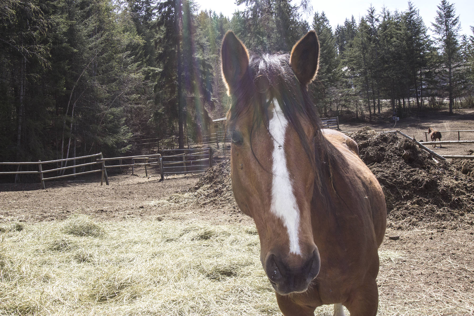 While many of the horses taken in by the Horse Angels come to them wild, by the end of their training they are friendly, inquisitive animals that love human attention. Such is the case with Socks, one of over 30 horses up for adoption through the organization. (Jodi Brak/Salmon Arm Observer)