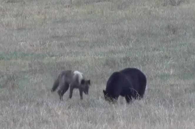 Video: Wolf sizes up bear in Canadian grasslands