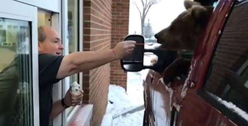A Kodiak bear is fed ice cream in a Dairy Queen drive-thru in a screengrab from a video posted to Facebook by the Discovery Wildlife Park. THE CANADIAN PRESS/Facebook-Discovery Wildlife Park