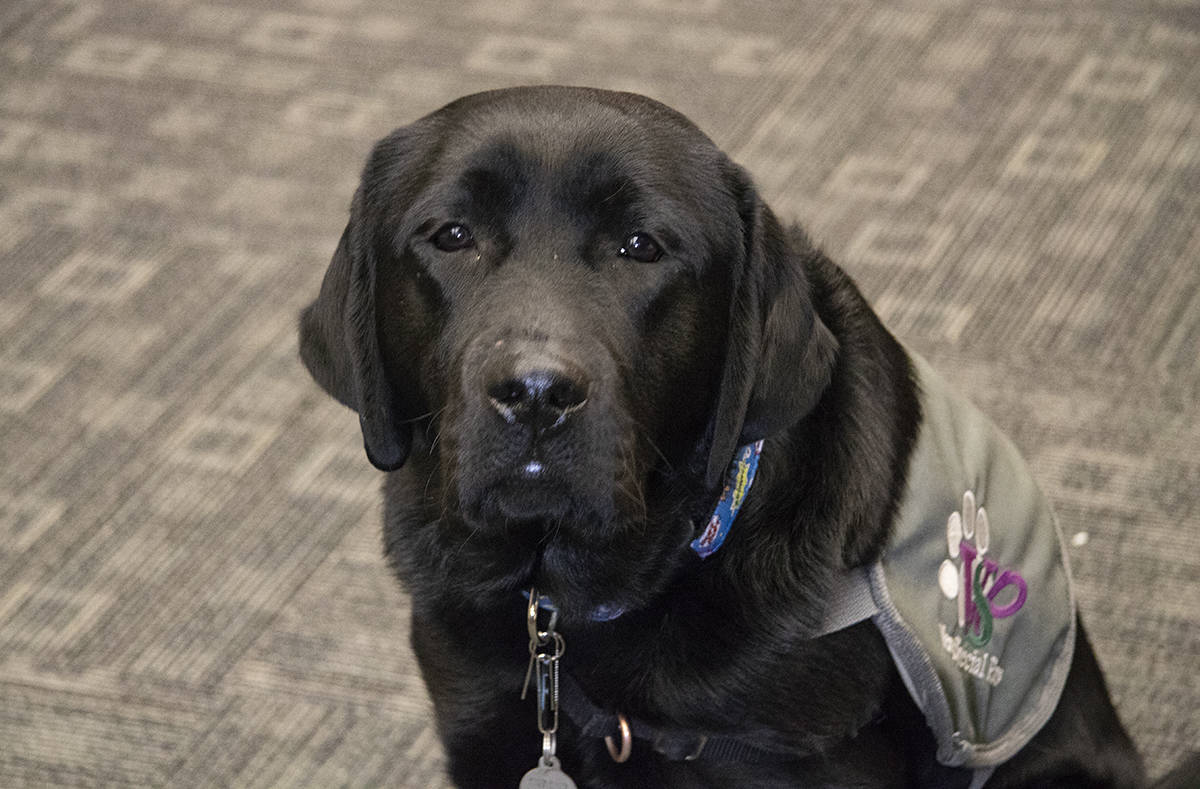 VICTIM SERVICES - Harley the dog is the RCMP Victim Services Unit’s first service dog. Harley will help victims of crime who are experiencing tragedy and trauma. Todd Colin Vaughan/Red Deer Express