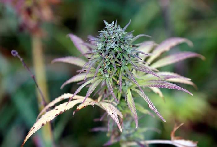 This Tuesday, Oct. 10, 2017 photo shows hemp plants in a field at the University of Virginia Wise in Wise, Virginia. As marijuana farmers in Oregon say a flood of supply is killing their businesses less than three years after recreational cannabis was legalized, economists say it’s a warning to Canada. THE CANADIAN PRESS/AP-Steve Helber