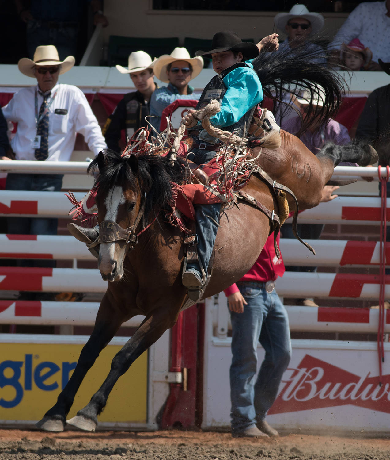 Meeting Creek’s Layton Green earned a once-in-a-lifetime centennial buckle at the Falkland Stampede over the May long weekend. It was at this time last year that Layton’s season started rolling, the same appears to be the case for this season. File photo: Chris Bolin/Calgary Stampede
