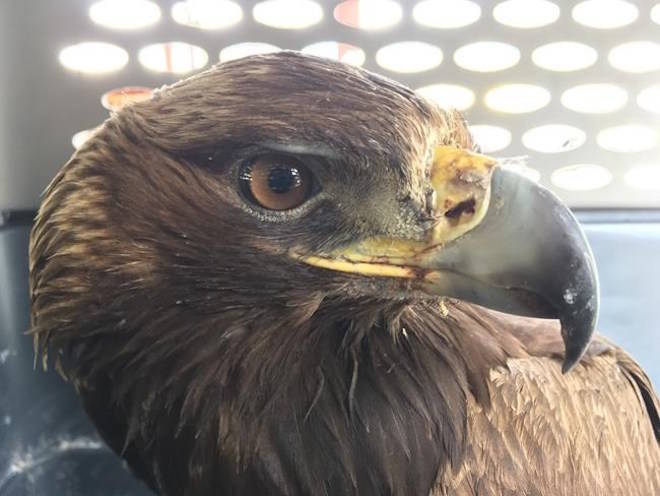 B.C. RCMP swoop in to save injured eagle