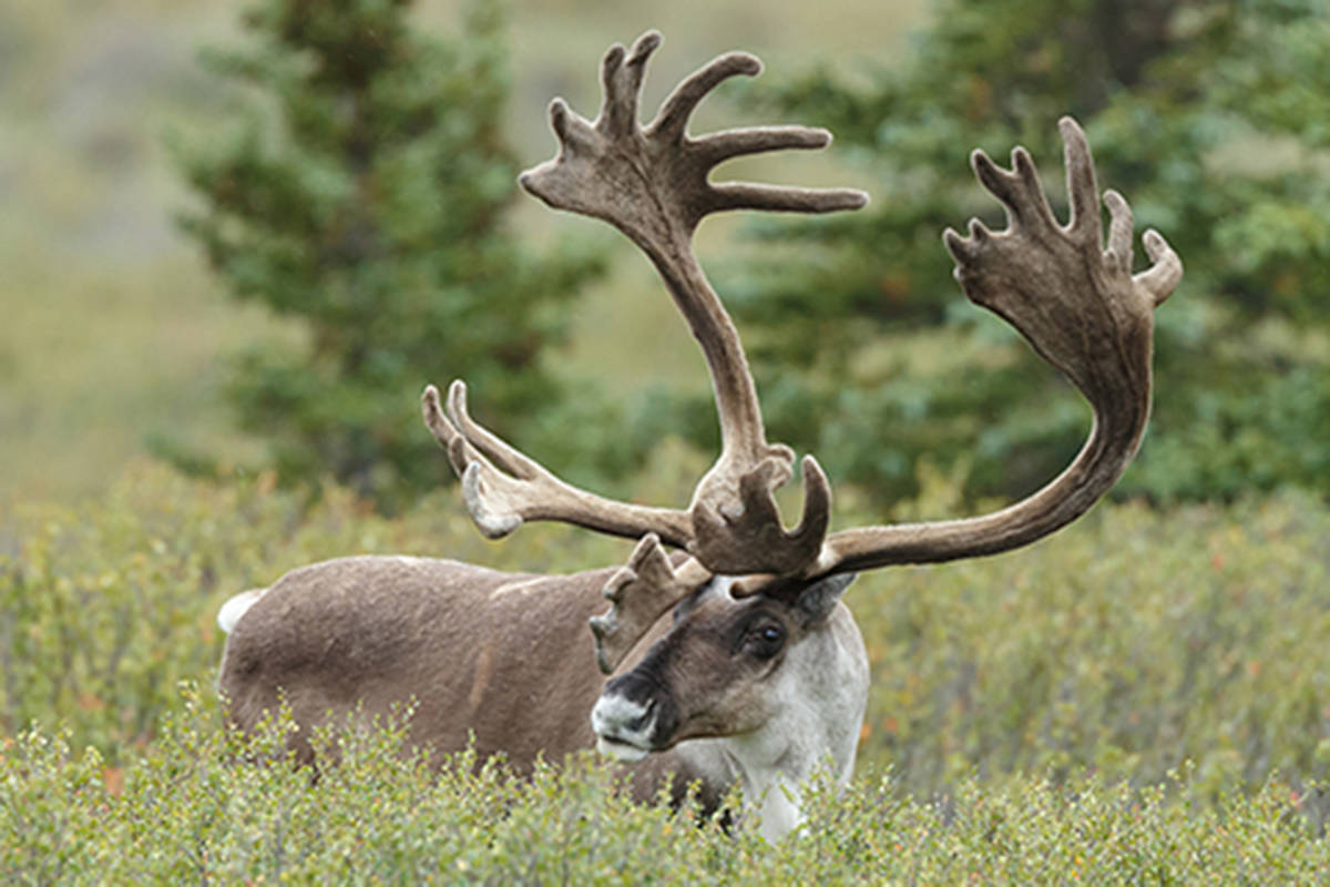 Leaked audit suggests rules to protect caribou ignored by oil and gas industry
