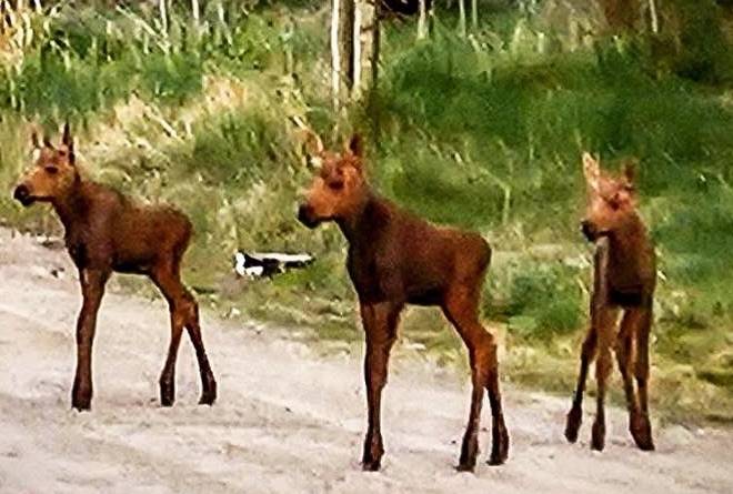 Video: Rare moose triplets caught on camera in Alberta