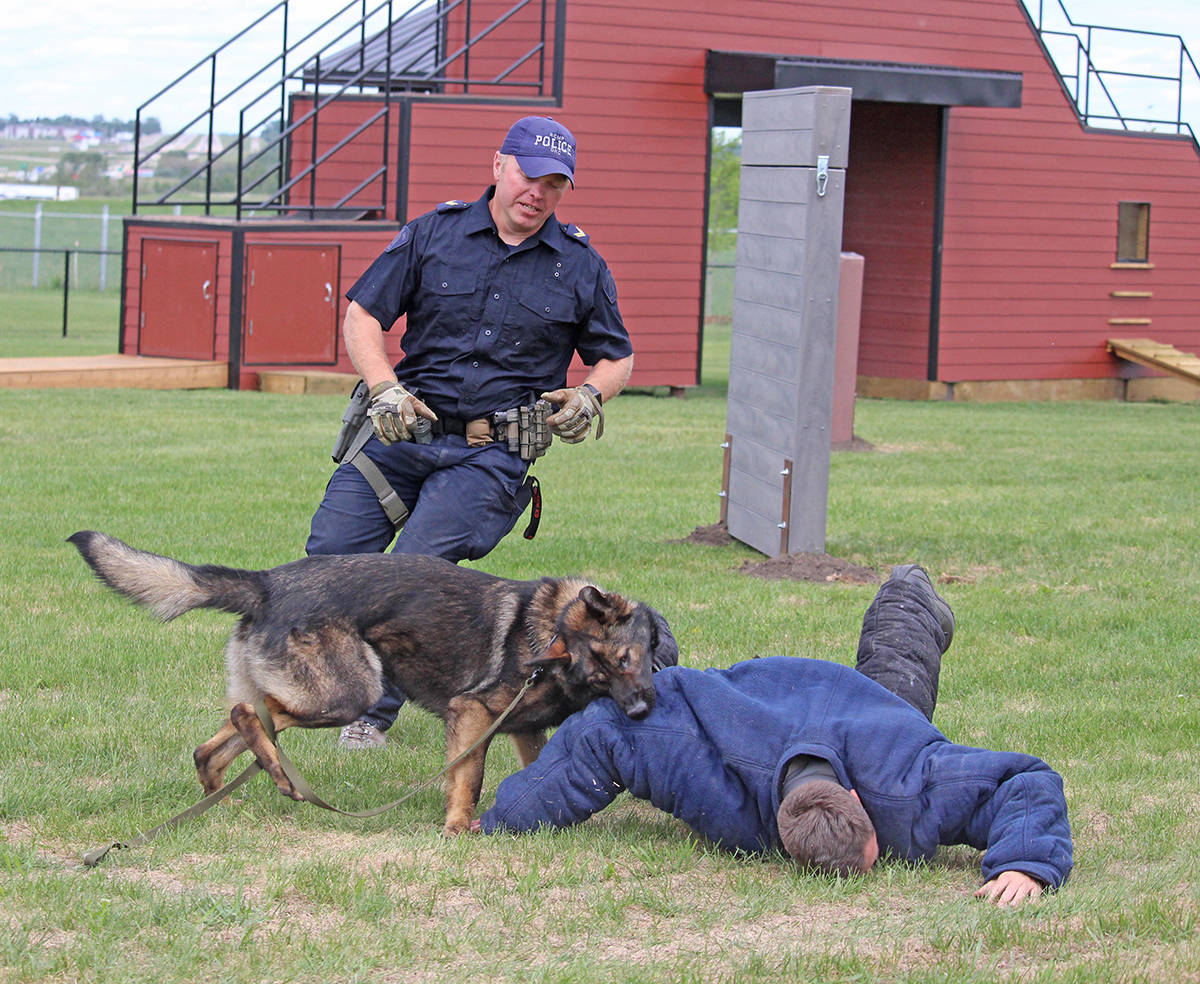 ATTACK - A canine demonstration was part of the grand opening of the new agility field at the Police Dog Service Training Centre June 13th. Carlie Connolly/Red Deer Express