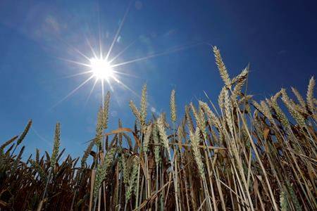 Japan halts wheat shipments after genetically modified wheat found in Alberta