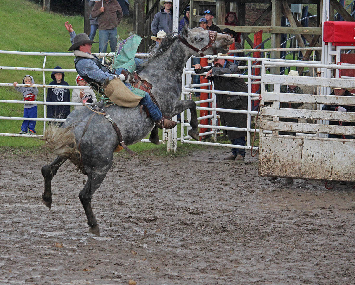 HOLDING ON - Mason Helmeczi was back in action at this year’s Innisfail Pro Rodeo at the Daines Ranch riding a bucking bronc. Carlie Connolly/Red Deer Express