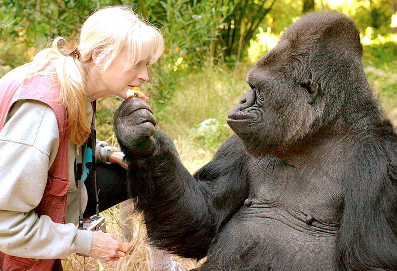 Koko, the gorilla who knew sign language, dies at 46