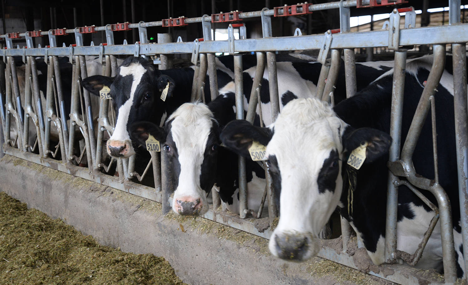 A 2015 research paper from the University of Manitoba is back in the news, being touted as one reason the supply management structure of Canada’s dairy industry should be dismantled, as it suggests low income Canadians would benefit greatly from lower prices.                                Black Press file