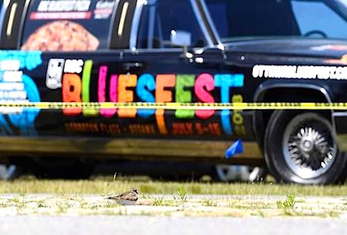 Eggs are seen below a nesting killdeer bird on a cobblestone path on the site of the Ottawa Bluesfest music festival, is seen in front of the festival’s promotional limousine, in Ottawa on Monday, June 25, 2018. THE CANADIAN PRESS/Justin Tang