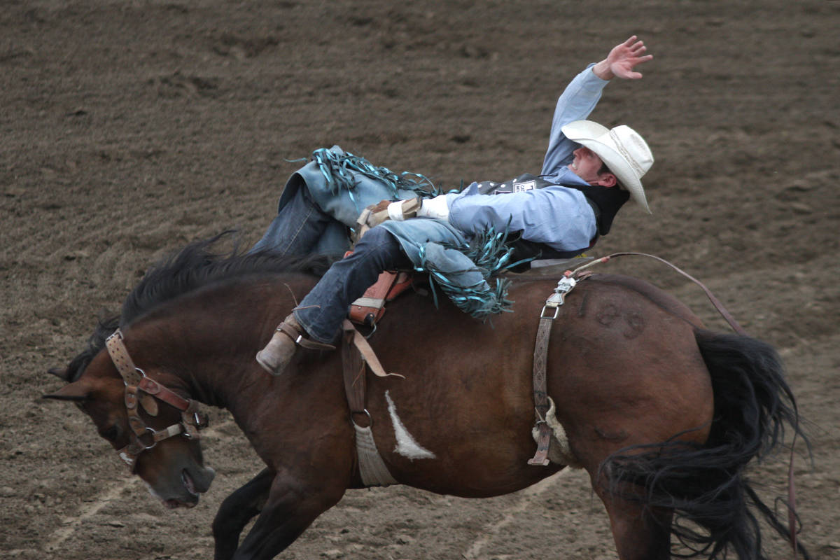 Bareback Trenton Montero gives it his all Tuesday evening on the first day of the Ponoka Stampede.