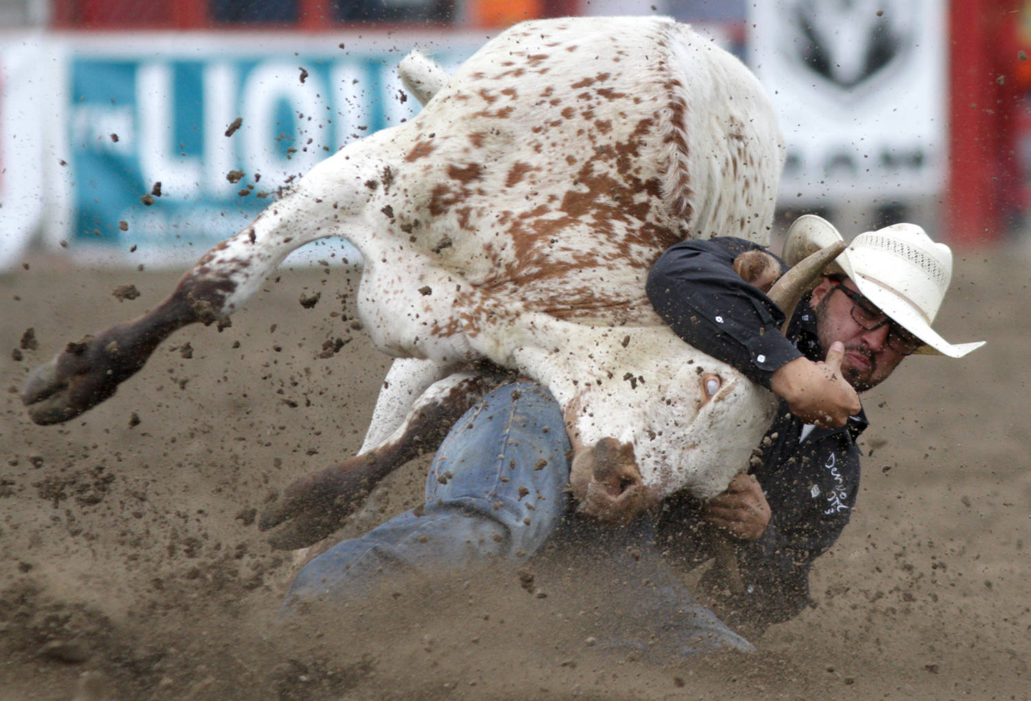 Steer wrestler Layne Delemont kicks up some dirt in his effort to catch this steer on the first day of the Stampede.