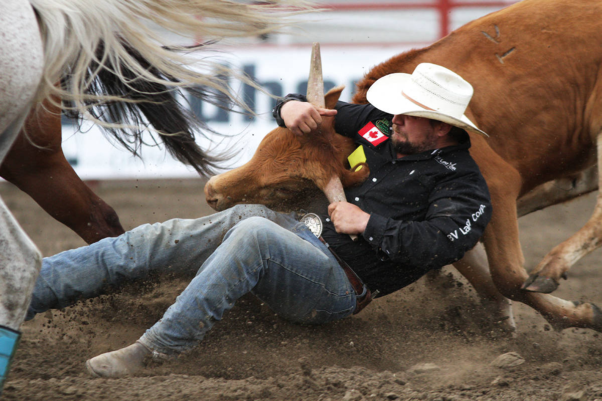 Steer wrestler Clayton Moore makes a solid catch of this steer on the first day of the Ponoka Stampede.                                Photos by Jeffrey Heyden-Kaye