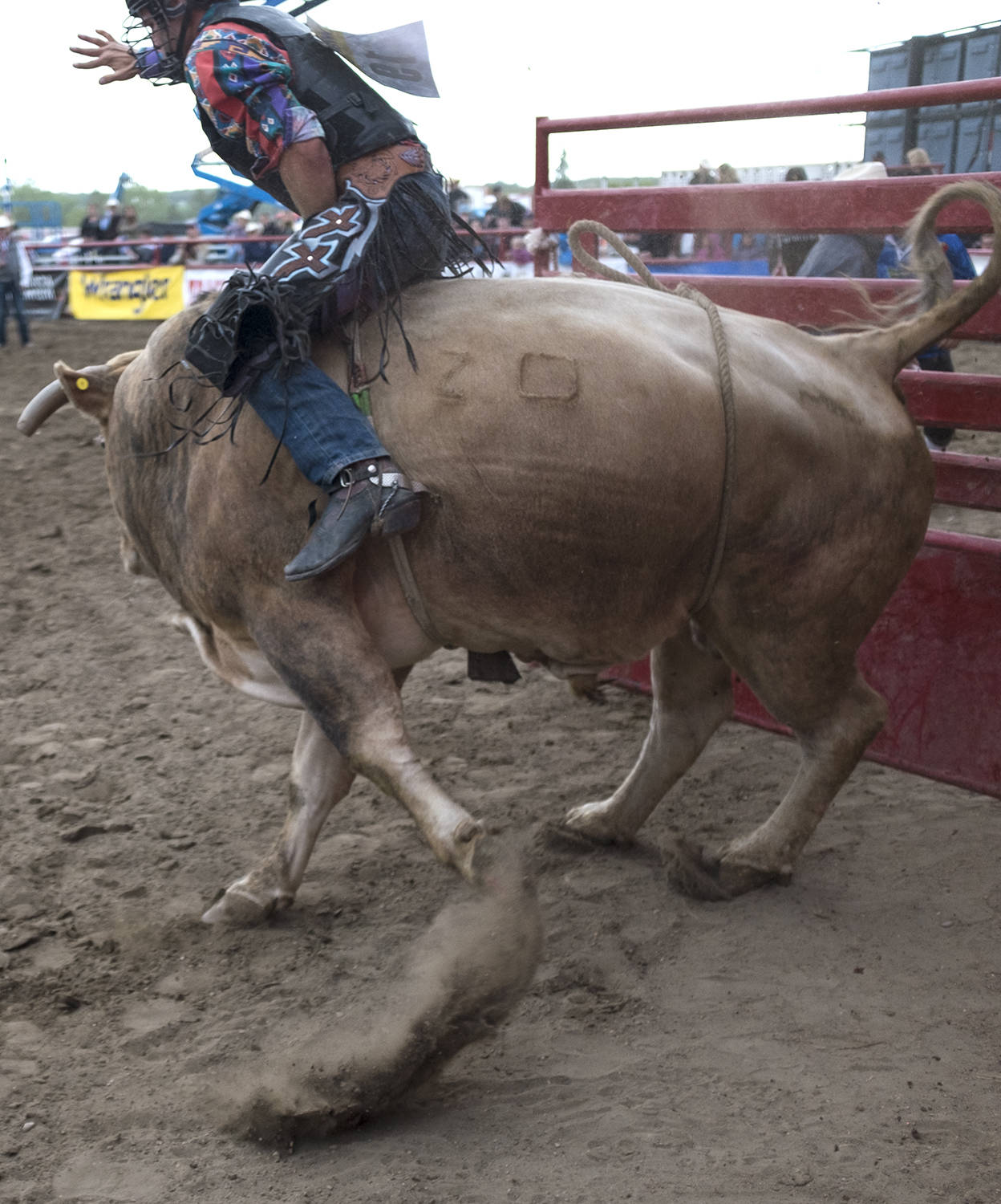 The bulls were a definite challenge as the best stock make their way to the Ponoka Stampede.