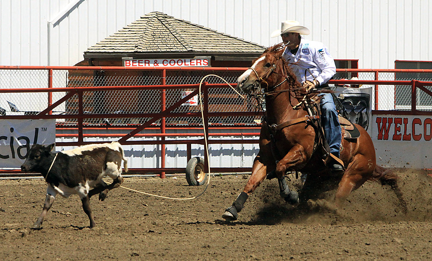 Carstairs Kyle Lucas ropes this calf and did have a decent time in Wednesday’s tie down roping, only for the calf to wriggle loose and earn him no time. Photo by Jordie Dwyer