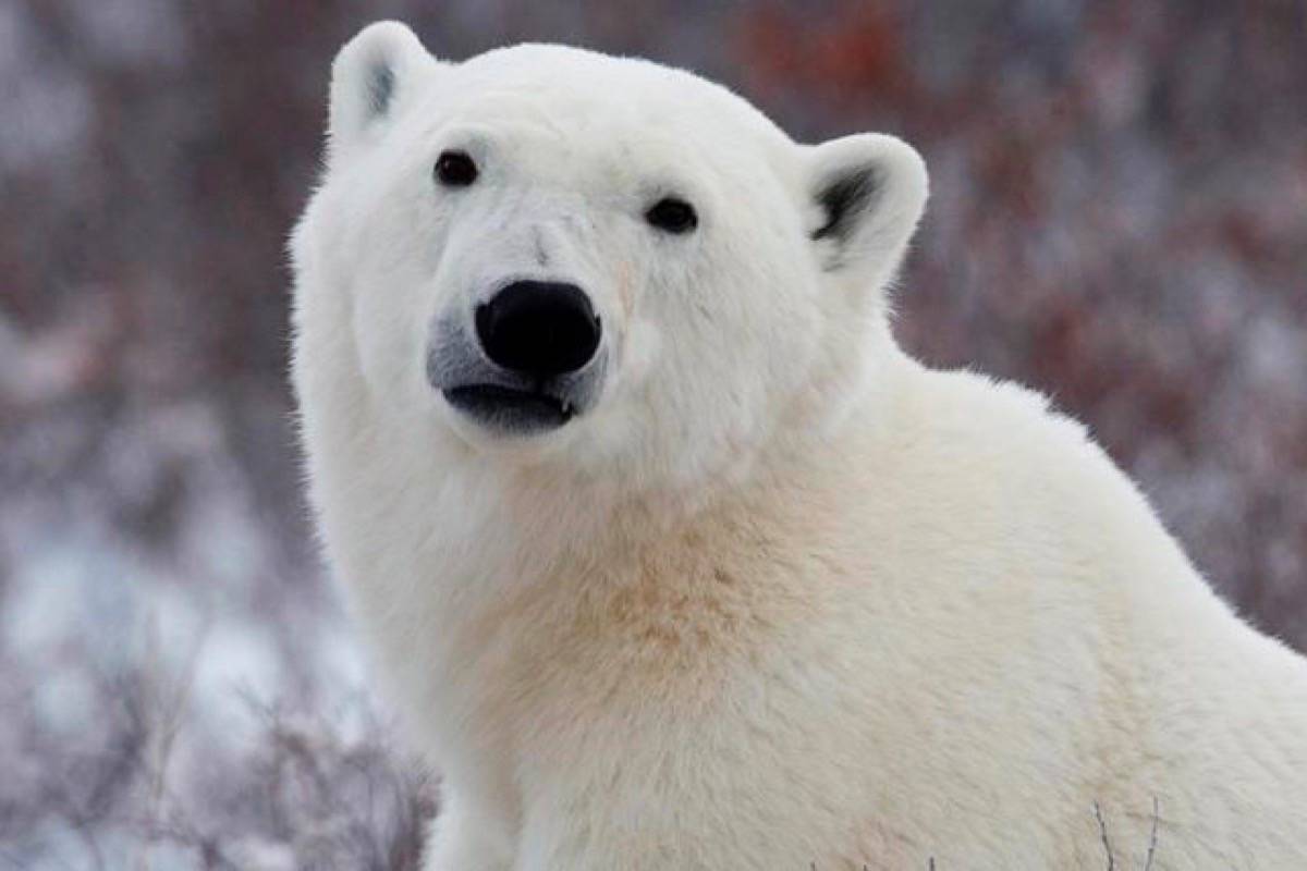 A polar bear poses waits for the Hudson Bay to freeze over near Churchill, Man. Wednesday, Nov. 7, 2007. (THE CANADIAN PRESS/Jonathan Hayward)