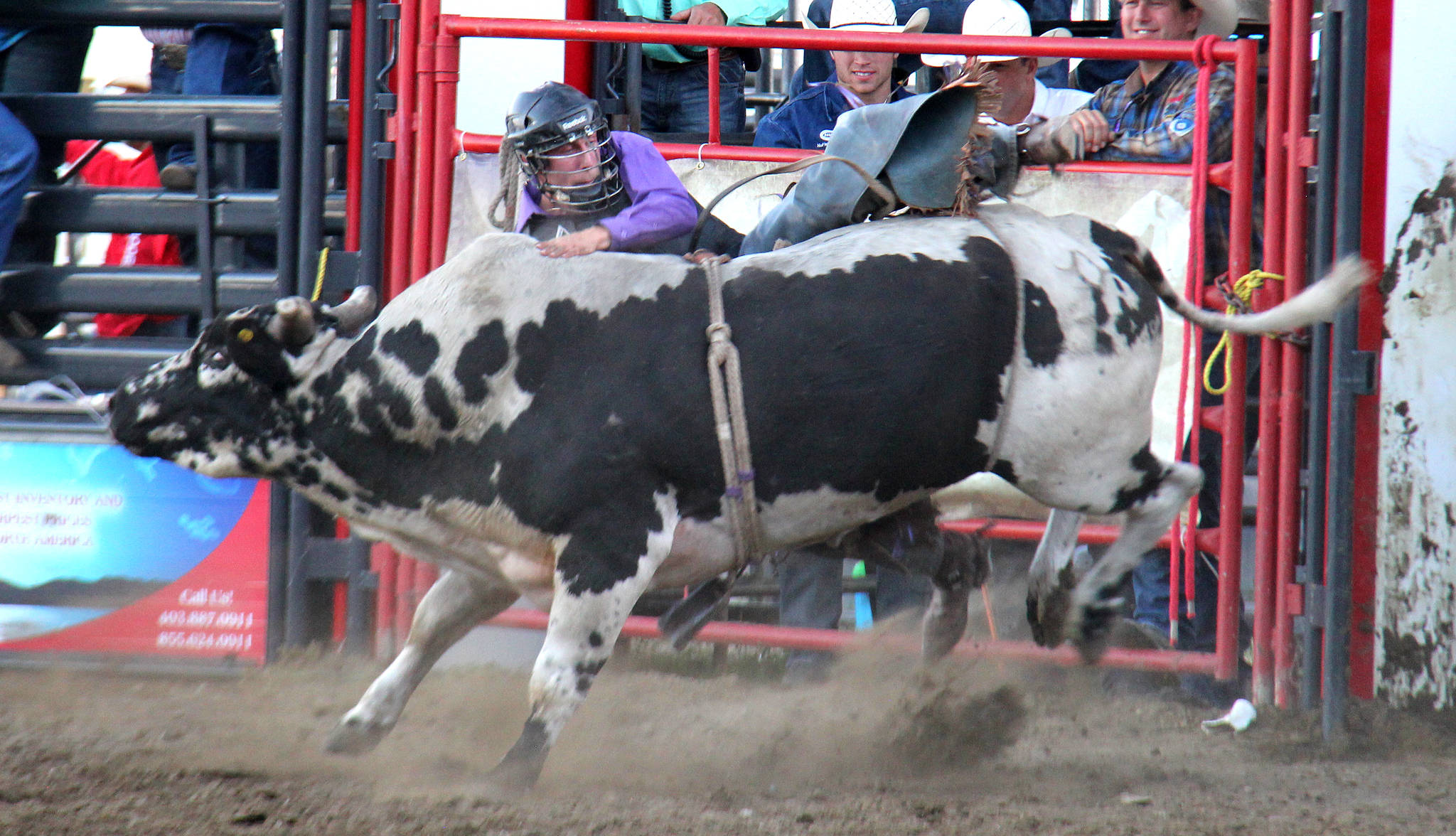JB Moen loses his grip and slides off a bull during the Bull Riding event. None of the riders were able to stay on the bull for the full eight second, during Saturday’s performance.