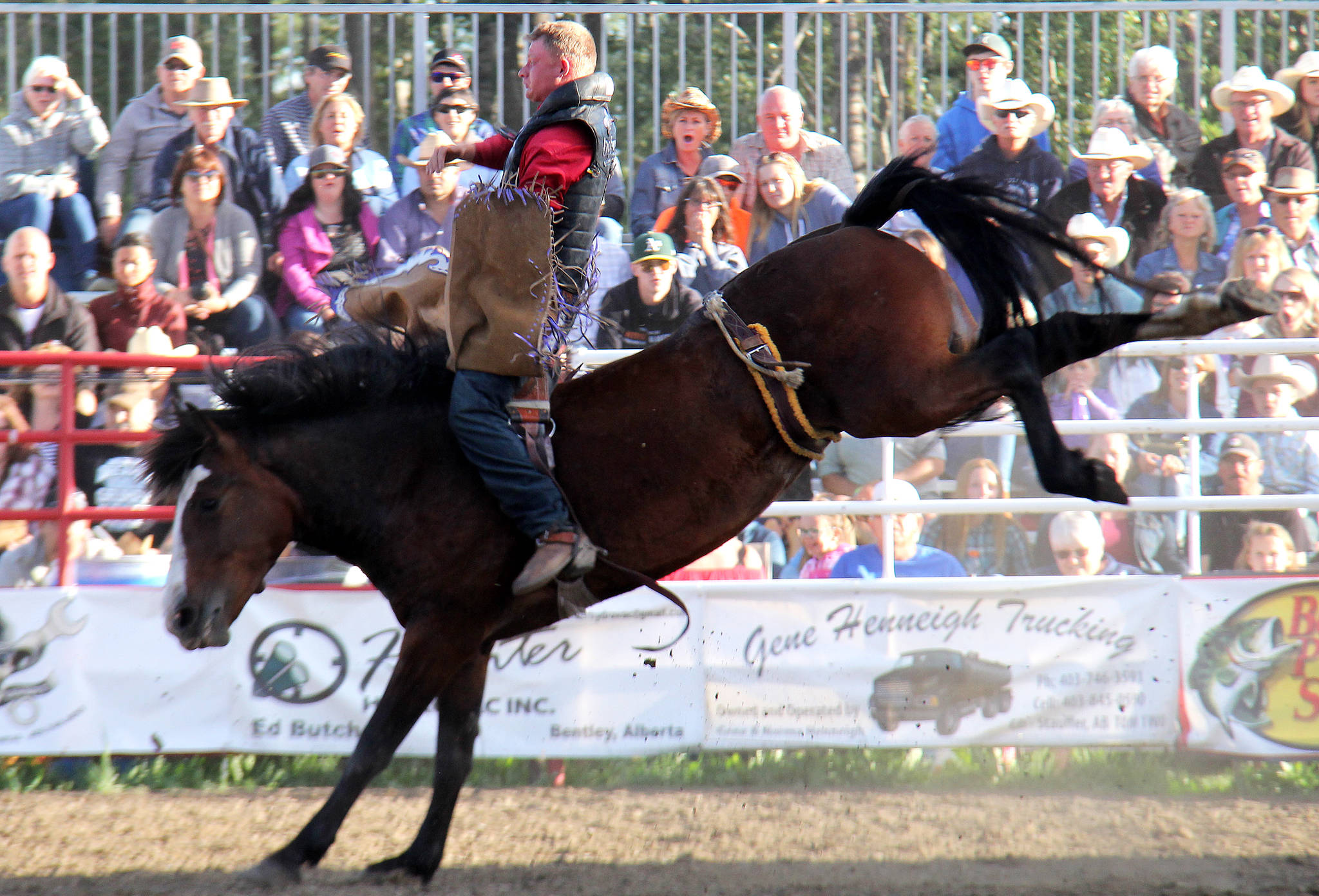 Jake Plotts is thrown around the arena while on the back of his horse during novice bareback.