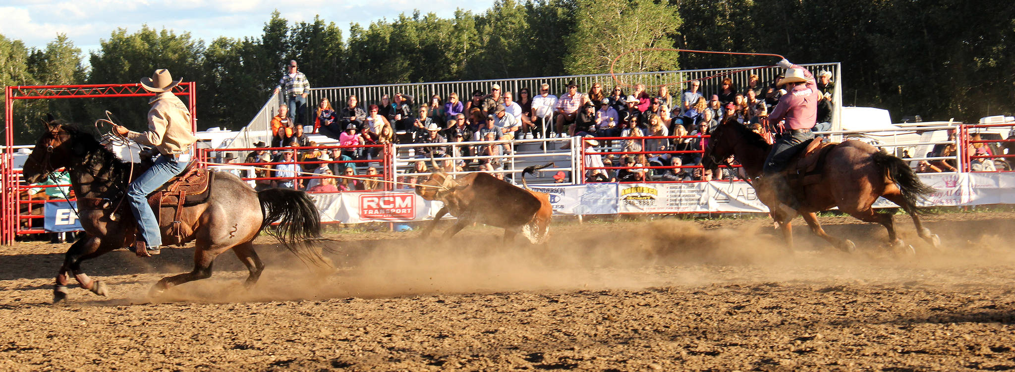 The team of Elliott and Denny work together during the team roping event to see their names on the leader board. Photo by Megan Roth/Sylvan Lake News