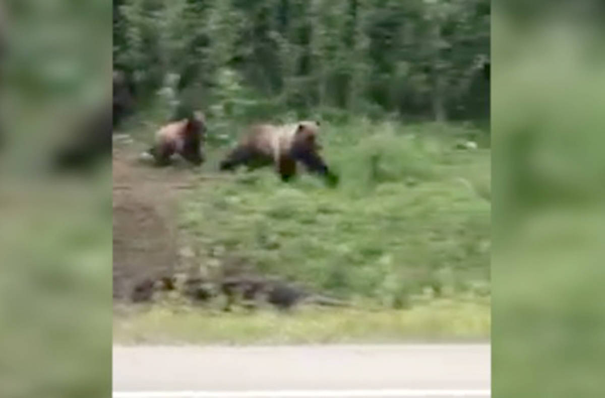 Video of grizzly bears chasing black bear near Alberta highway goes viral