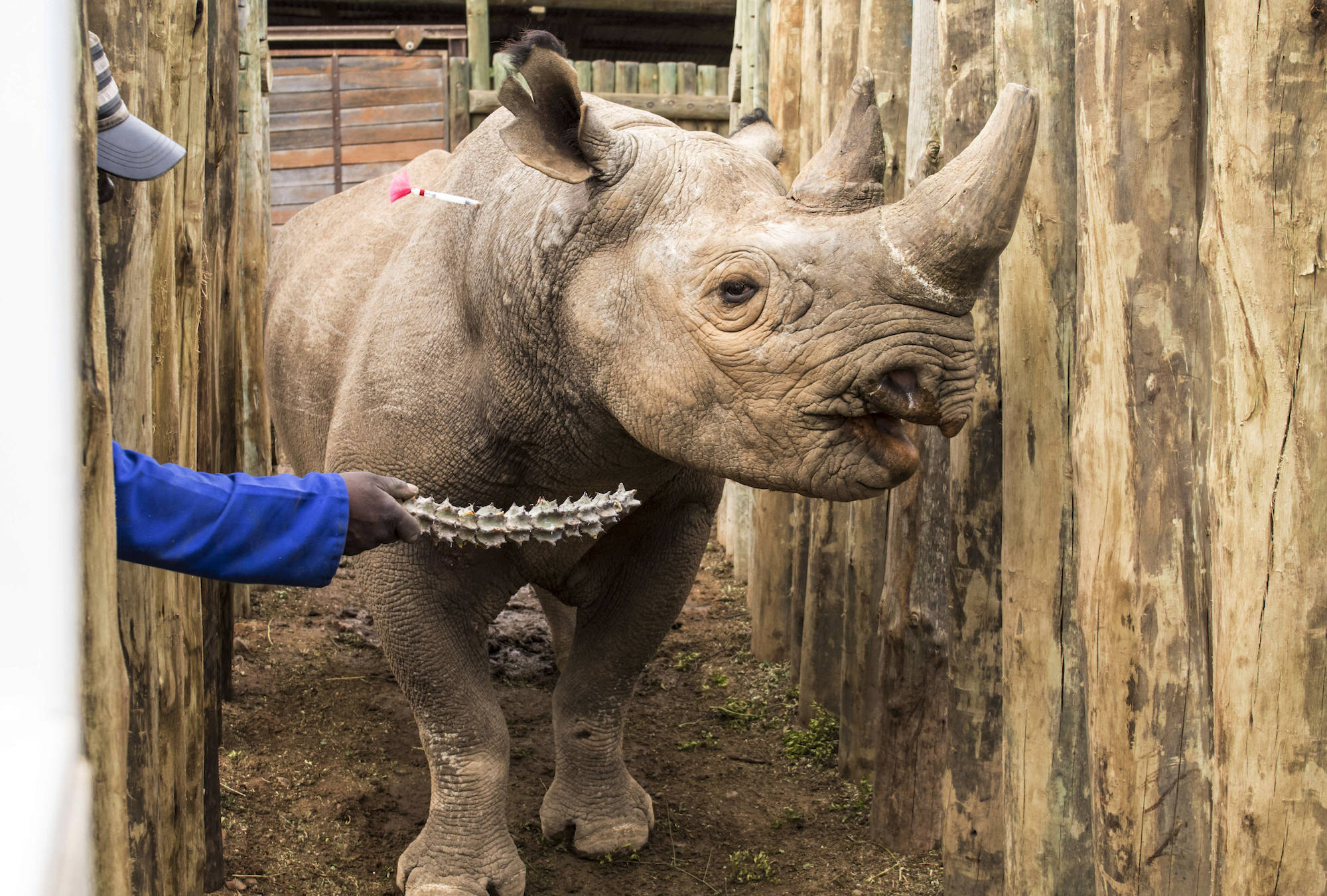 A rhino is coaxed into a cage in the Addo Elephant Park, near Port Elizabeth, South Africa, Thursday May 3, 2018, to be transported to Zakouma National Park in Chad. File photo. (AP Photo/Michael Sheehan)