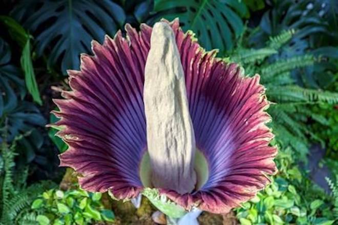 A corpse flower blooms at Frederik Meijer Gardens and Sculpture Park in Grand Rapids, Mich., Thursday, July 12, 2018. A news release from the Vancouver Park Board says the titan arum, the largest flower on earth, began to bloom Sunday evening. (Cory Morse/The Grand Rapids Press via AP)