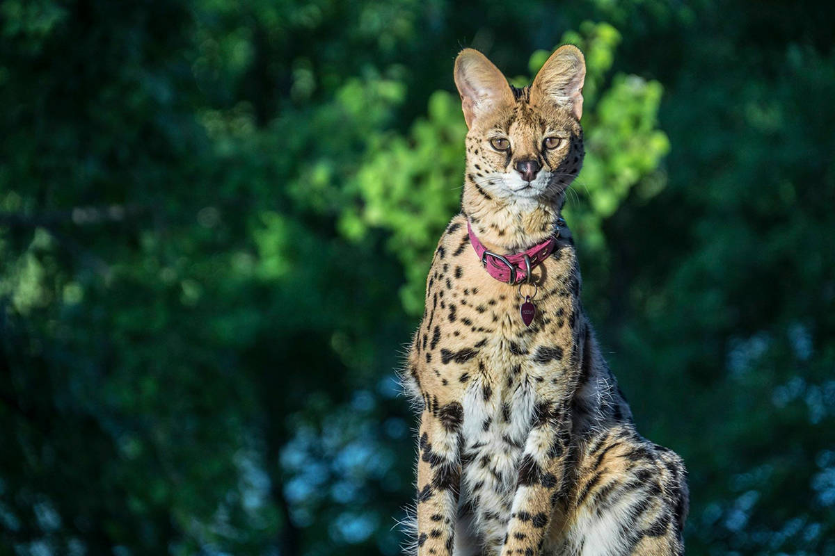 Aquila, an African Serval, is missing from the property of a Fernie local. Submitted