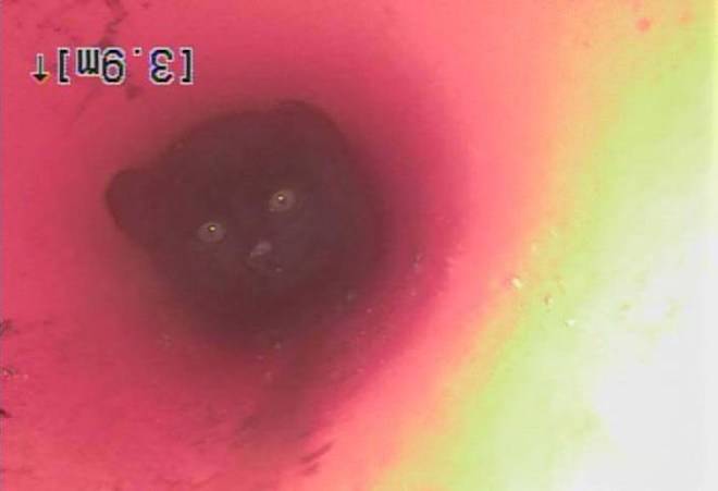 The cat is seen in a handout image from a video inspection camera, in Kamloops, B.C., on July 17, 2018. THE CANADIAN PRESS/CHNL, Dan Groess
