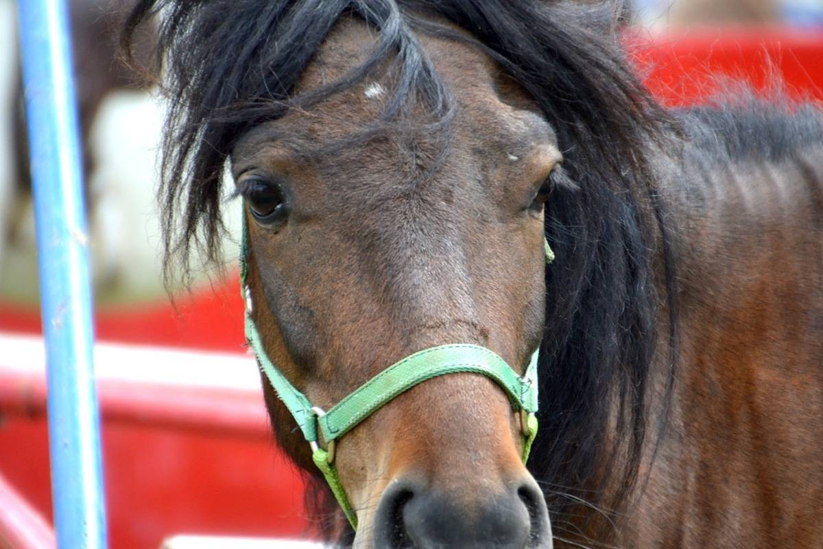 Two charged near Sundre after dog, cat, horse and five lambs stolen