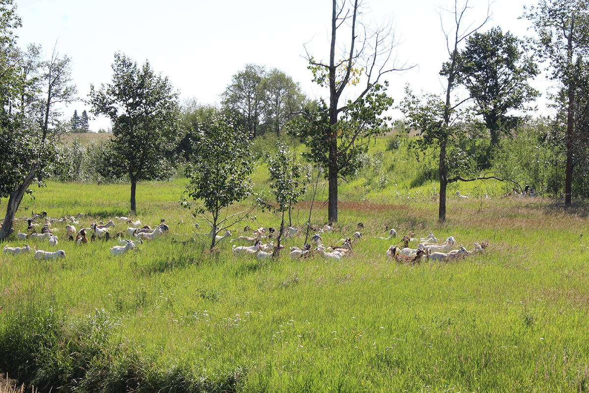 Just under 400 goats were brought in to Piper Creek Gardens to manage weeds. Carlie Connolly/Red Deer Express