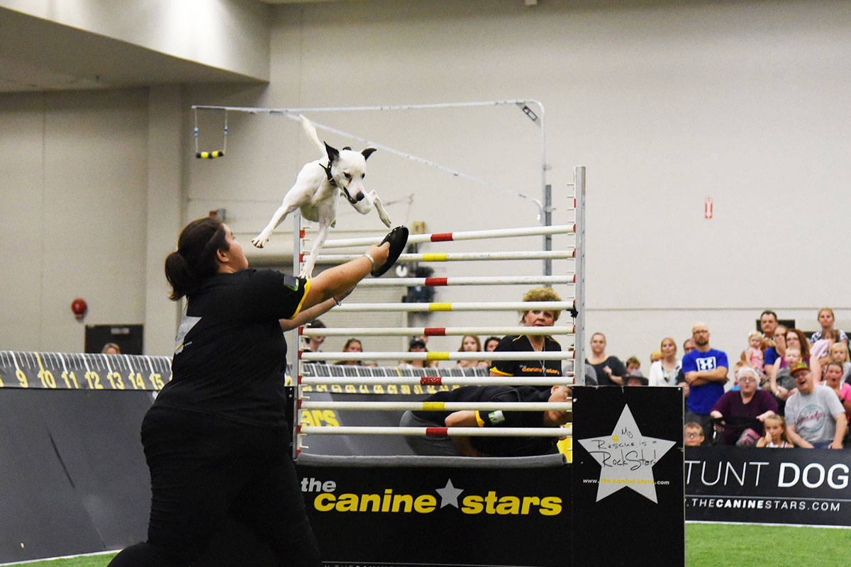 JUMPING DOGS - A pack of high energy pups show off their talents jumping over obstacles, diving and completing courses at the Canine Stars Stunt Dog Show in the Real Country Adventure Alley all week. Michelle Falk/Red Deer Express