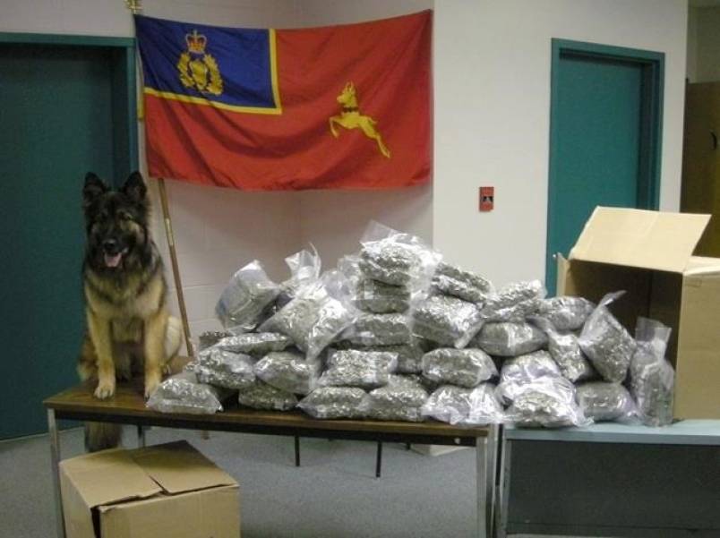 RCMP police dog Tessy poses next to seized marijuana in an RCMP handout photo. There are a number of police dogs across the country who will be out of a job before October 17, as the RCMP prepares for cannabis legalization. (The Canadian Press)